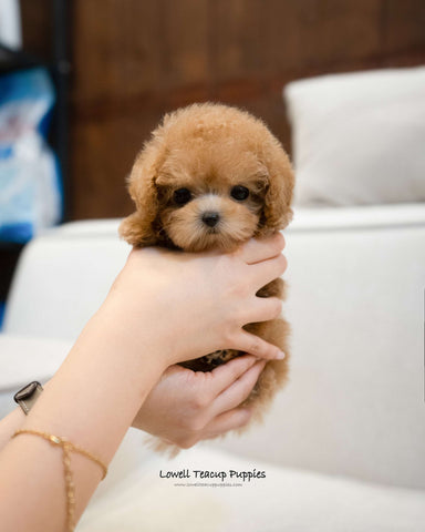 Teacup Poodle Female [Joe]