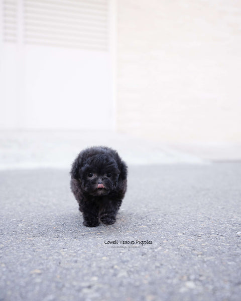 Teacup Poodle Female [Cha]