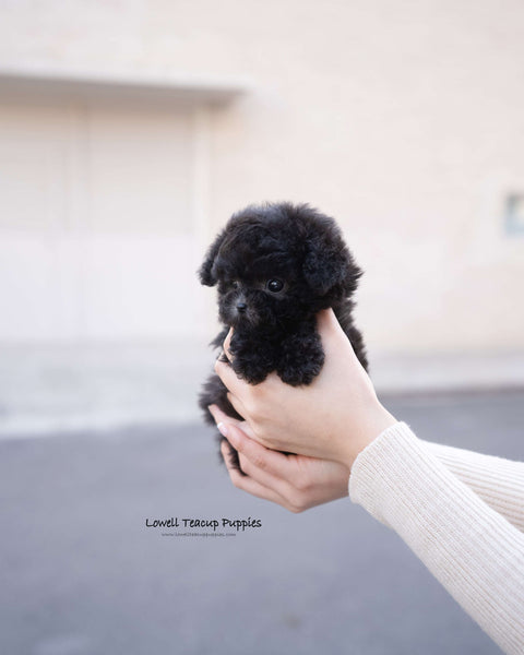 Teacup Poodle Female [Cha]