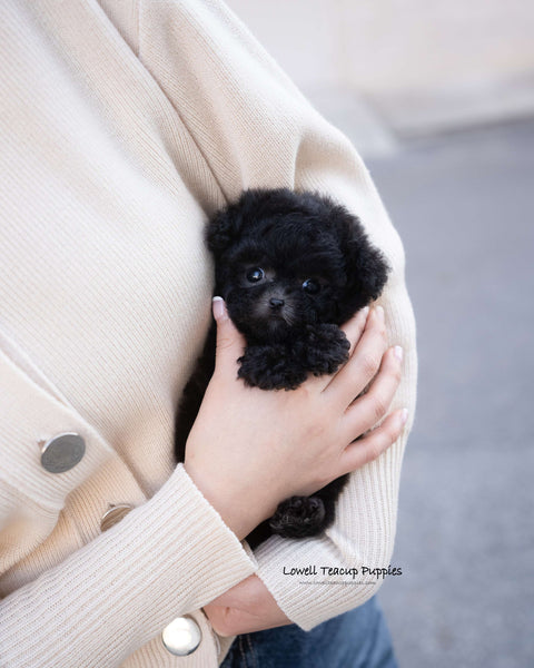 Teacup Poodle Female [Cha]