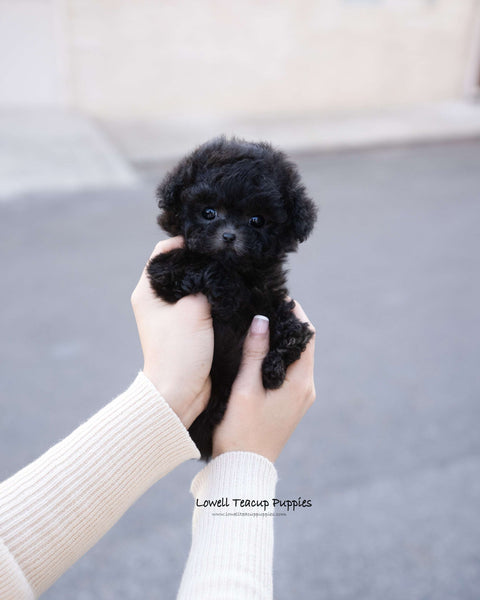 Teacup Poodle Female [Cha]