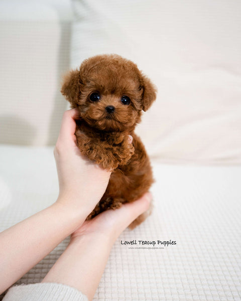 Teacup Poodle Female [Angela]