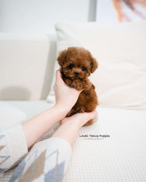 Teacup Poodle Female [Angela]