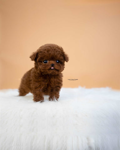 Teacup Poodle Female [Mini]