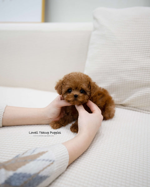 Teacup Poodle Female [Angela]