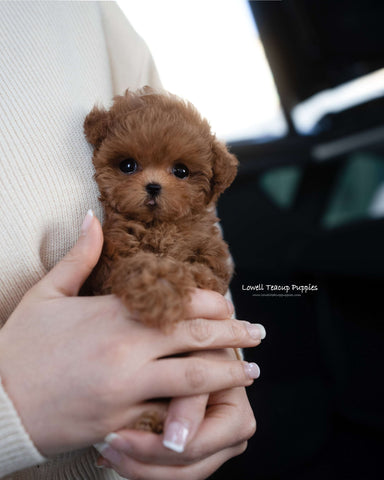 Teacup Poodle Female [Mandy]