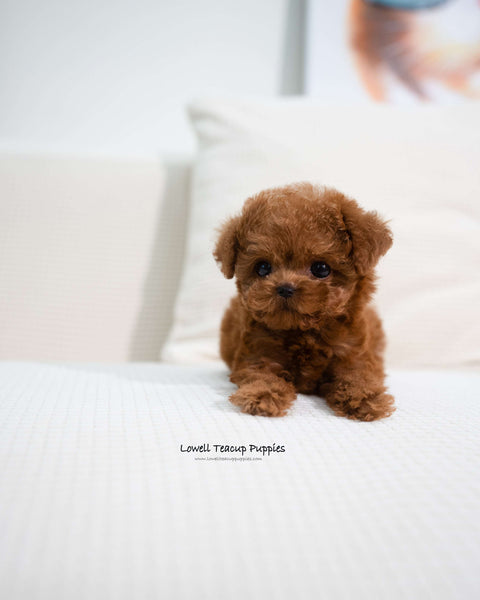 Teacup Poodle Female [Angela]