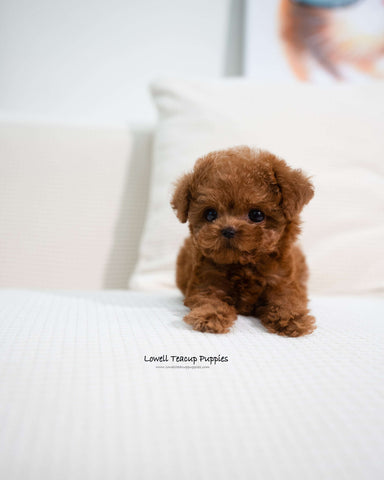 Teacup Poodle Female [Angela]