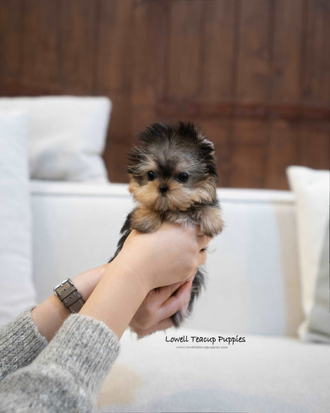 Teacup Yorkie Female [Barbie]