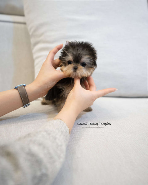 Teacup Yorkie Female [Barbie]