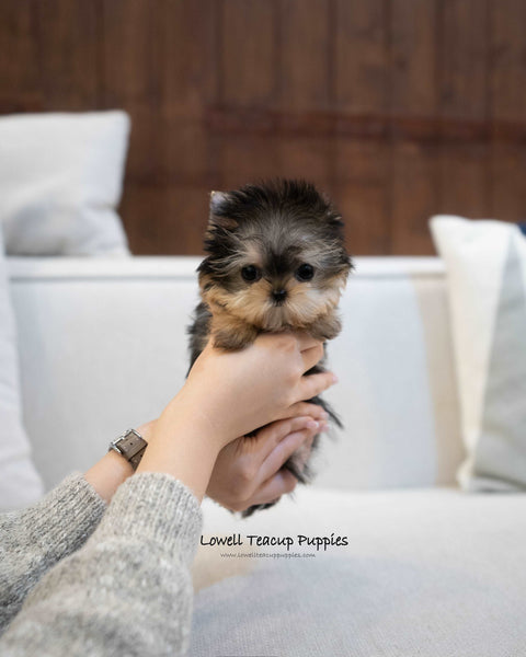 Teacup Yorkie Female [Barbie]