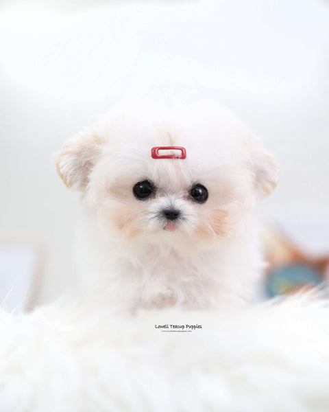 Tiny Poodle Female [Avril]