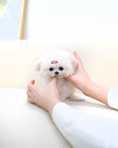 Tiny Poodle Female [Avril]