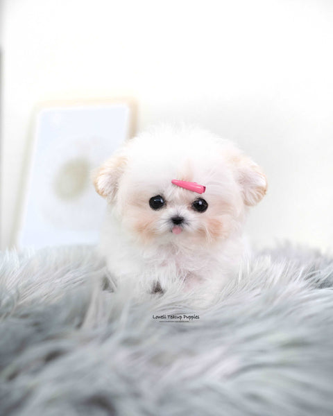 Tiny Poodle Female [Avril]