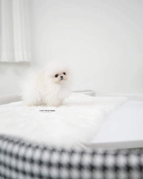 Teacup Pomeranian Male [Oliver]