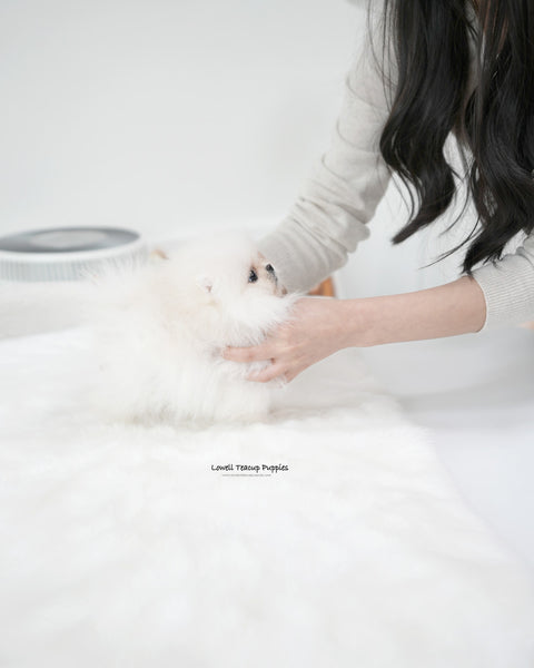 Teacup Pomeranian Male [Oliver]