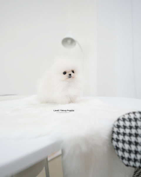 Teacup Pomeranian Male [Oliver]