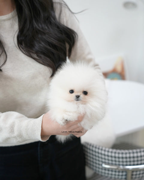 Teacup Pomeranian Male [Oliver]