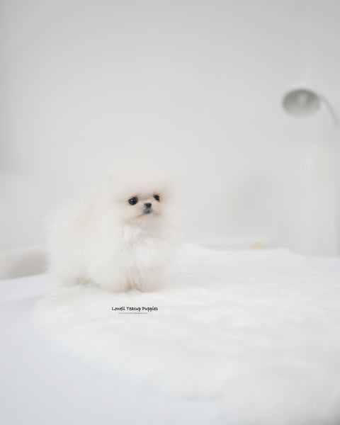 Teacup Pomeranian Male [Oliver]