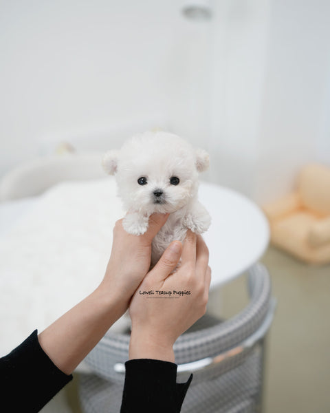 Teacup Poodle Female [Mori]