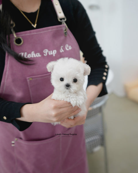 Teacup Poodle Female [Mori]