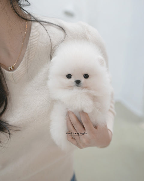 Teacup Pomeranian Male [Roi]