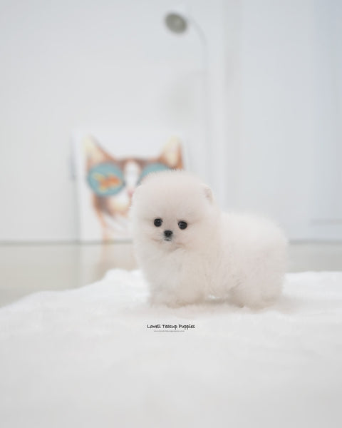 Teacup Pomeranian Male [Roi]