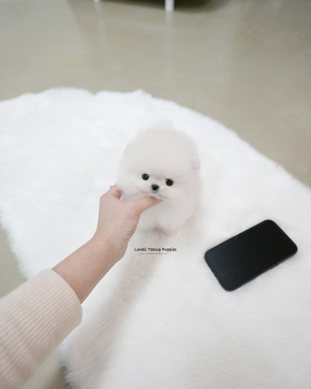 Teacup Pomeranian Male [Roi]