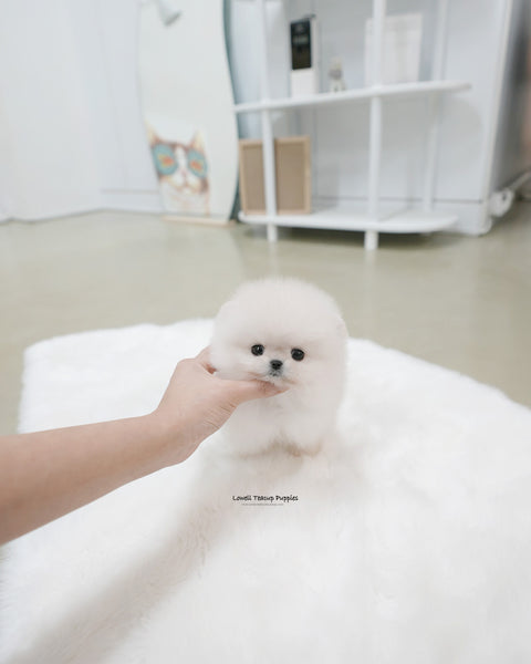 Teacup Pomeranian Male [Roi]