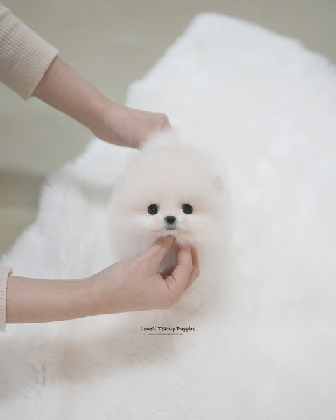 Teacup Pomeranian Male [Roi]