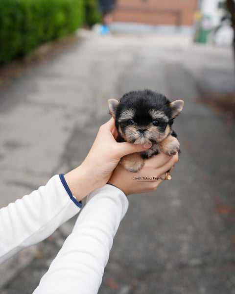 Teacup Yorkie Female [Nini]