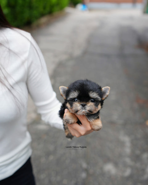 Teacup Yorkie Female [Nini]