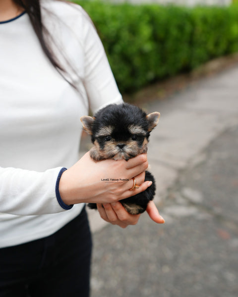 Teacup Yorkie Female [Nini]