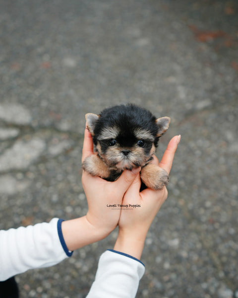 Teacup Yorkie Female [Nini]