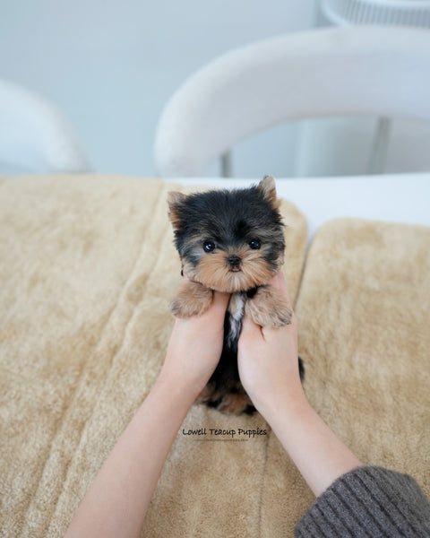 Teacup Yorkie Female [Ivy]