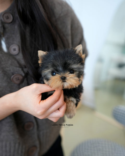 Teacup Yorkie Female [Ivy]