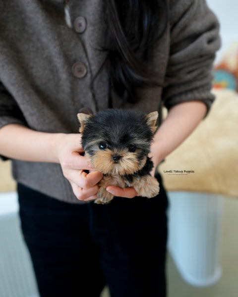 Teacup Yorkie Female [Ivy]