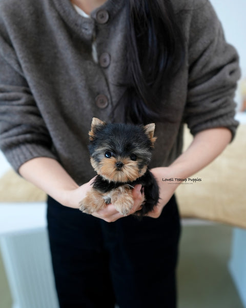 Teacup Yorkie Female [Ivy]