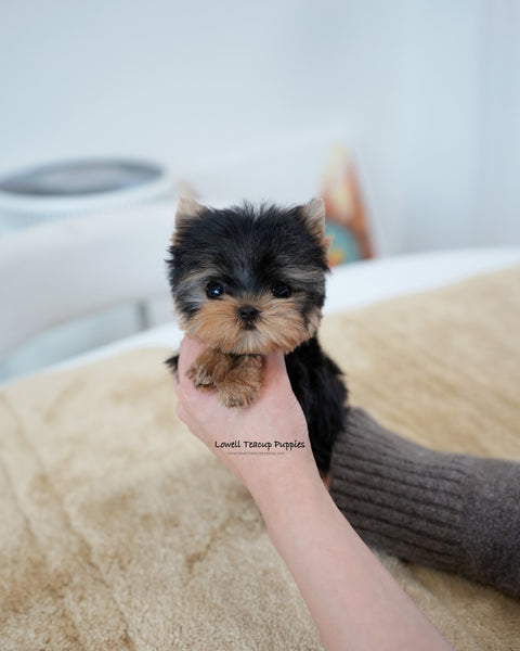 Teacup Yorkie Female [Ivy]