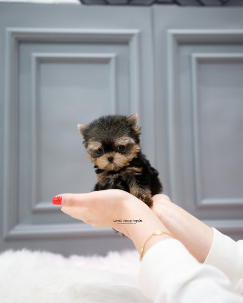 Teacup Yorkie Female [Cherry]