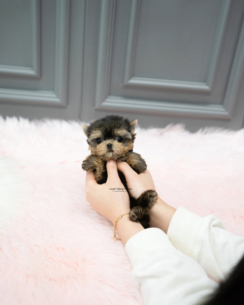 Teacup Yorkie Female [Cherry]