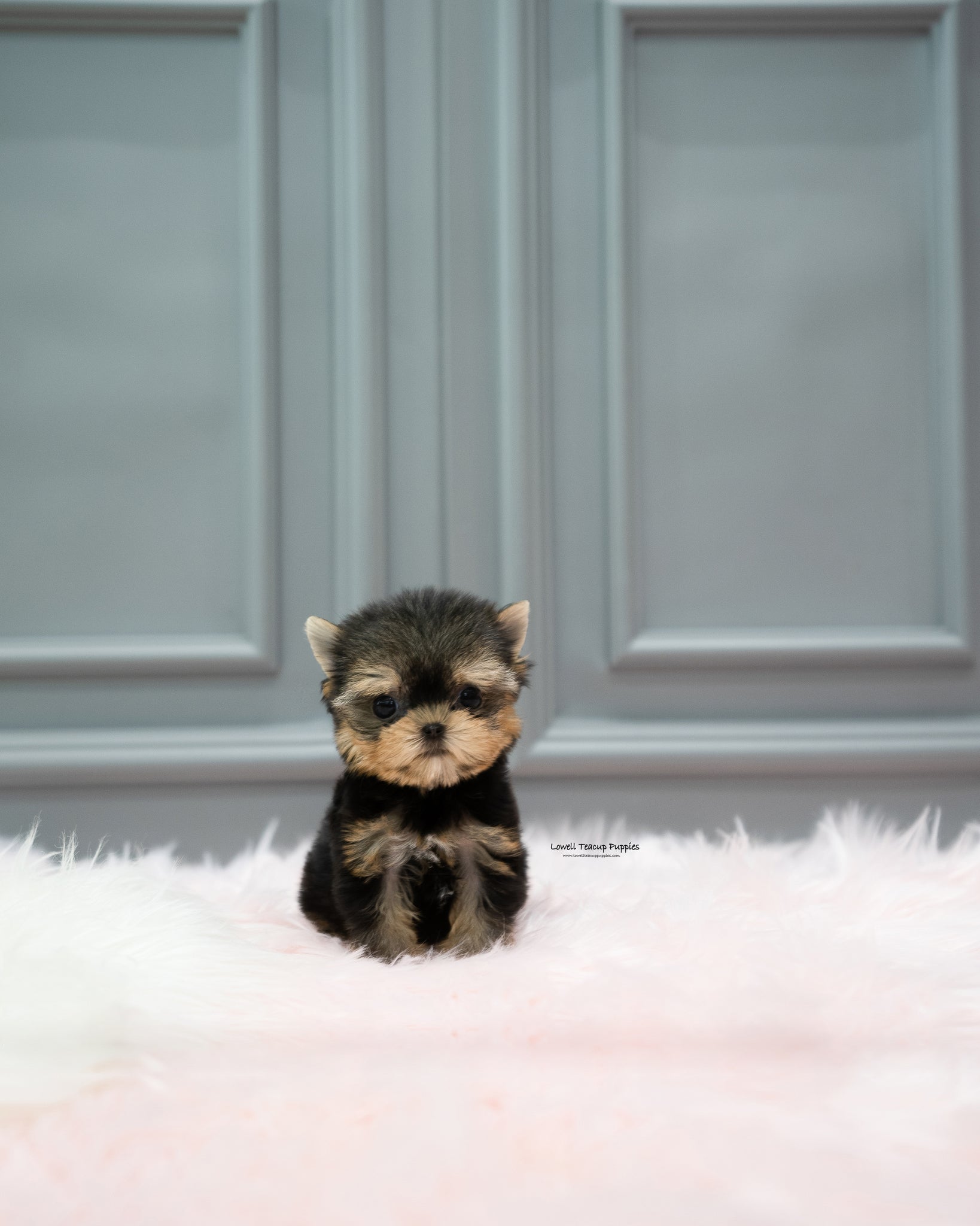 Teacup Yorkie Female [Cherry]