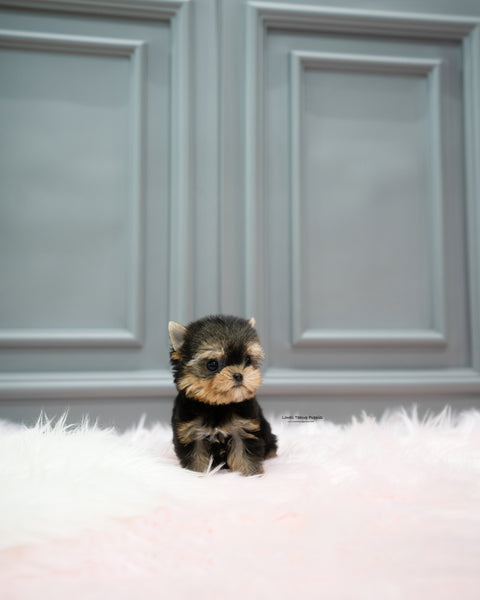 Teacup Yorkie Female [Cherry]