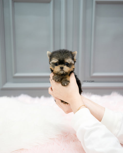 Teacup Yorkie Female [Cherry]
