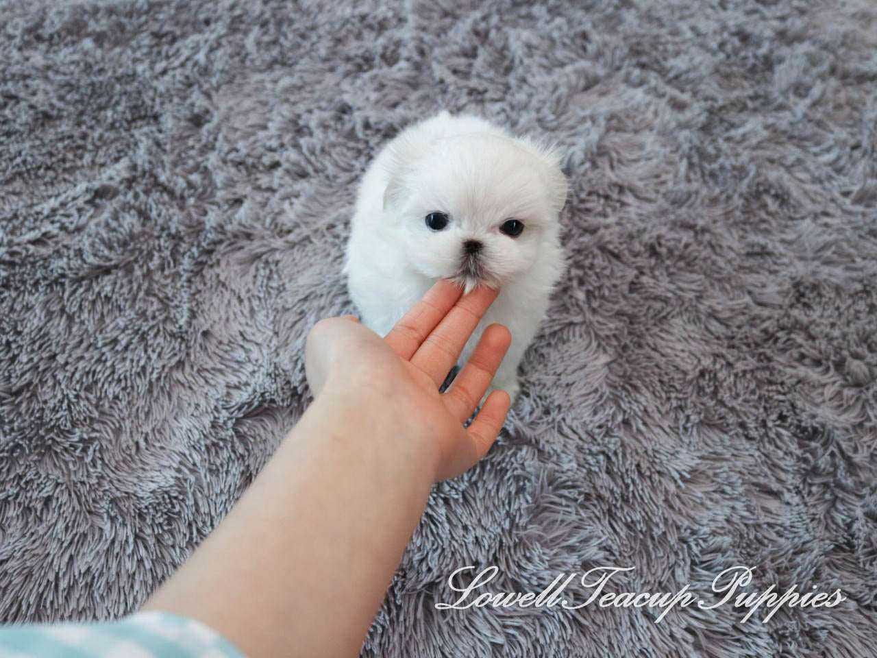 Teacup Maltese Male [Buddy]