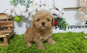 Teacup Maltipoo Male [Gem] - Lowell Teacup Puppies inc