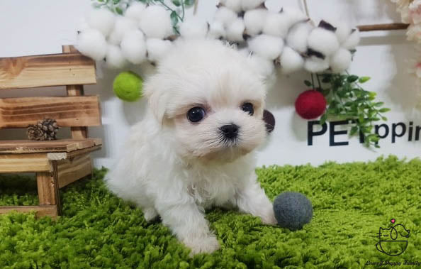 Teacup Maltese female [Kara] - Lowell Teacup Puppies inc