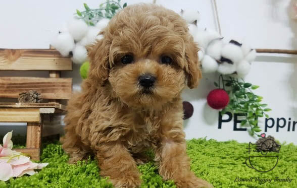 Teacup Maltipoo Male [Jisu] - Lowell Teacup Puppies inc