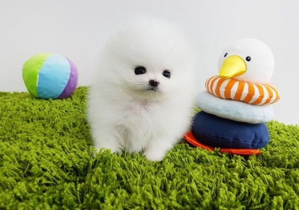 Pomeranian Female [Mini] - Lowell Teacup Puppies inc