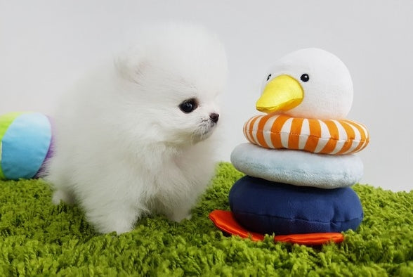 Pomeranian Female [Mini] - Lowell Teacup Puppies inc